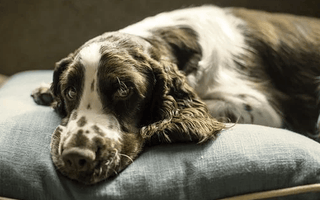 3 Simple Ways To Keeping A Dog Bed Clean