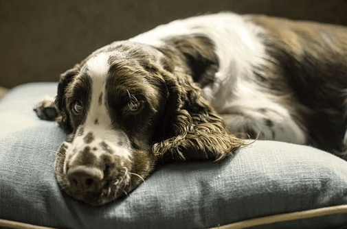 3 Simple Ways To Keeping A Dog Bed Clean