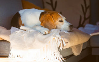 Why is Your Dog Sleeping So Much?
