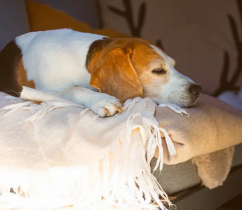 Why is Your Dog Sleeping So Much?