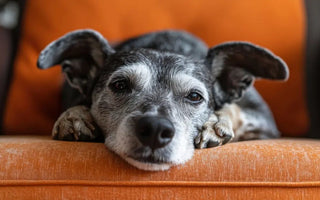Osteoarthritis in Dogs: Signs, Causes and Relief Options