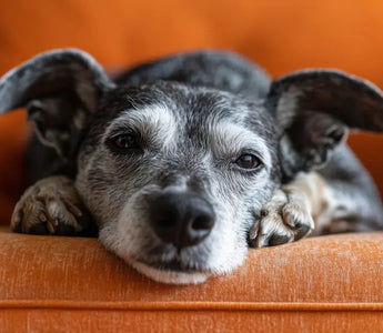 Osteoarthritis in Dogs: Signs, Causes and Relief Options