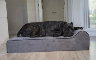 Why You Should Consider a Cool-Resistant Dog Bed
