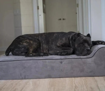 Why You Should Consider a Cool-Resistant Dog Bed