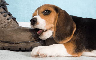 Puppy Chewing: How To Teach Them To Stop
