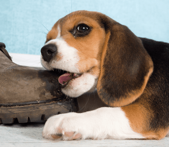 Puppy Chewing: How To Teach Them To Stop
