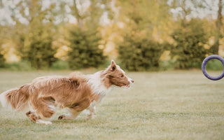 The Ultimate Guide to Dog Enrichment: Fun Ideas for a Healthier Pup