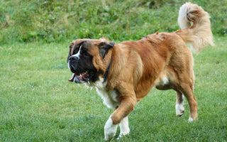 5 Best Joint Supplements for Dogs in 2026