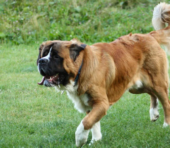 5 Best Joint Supplements for Dogs in 2026