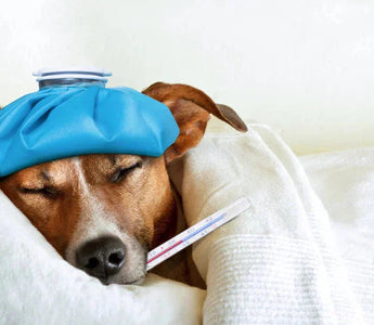 Dog Vomiting Blood: What It Could Mean and When to See a Vet