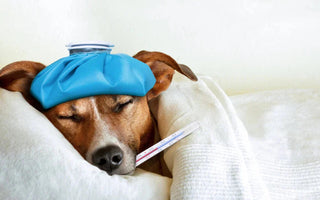 Dog Vomiting Blood: What It Could Mean and When to See a Vet