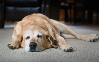 7 Tell-Tale Signs Your Dog May Have Arthritis