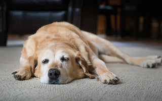 7 Tell-Tale Signs Your Dog May Have Arthritis