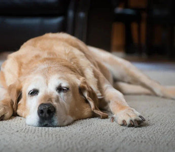 7 Tell-Tale Signs Your Dog May Have Arthritis