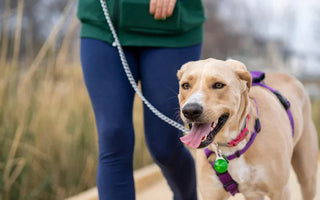 How to Remove a Tick from a Dog Safely and Effectively