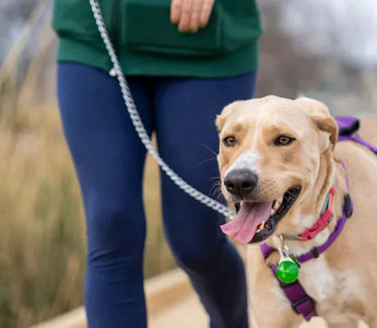 How to Remove a Tick from a Dog Safely and Effectively