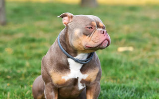 American Bully Guide: Everything You Need To Know