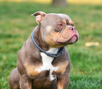 American Bully Guide: Everything You Need To Know
