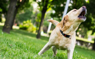 How To Teach Your Dog To Remain Calm Around Other Dogs