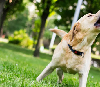 How To Teach Your Dog To Remain Calm Around Other Dogs