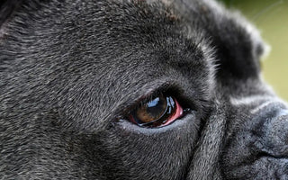 Dog Eye Infections: Causes & Home Treatment Options