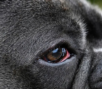 Dog Eye Infections: Causes & Home Treatment Options