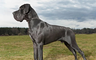 7 Ways to Help Treat a Dog With Wobbler Syndrome