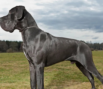 7 Ways to Help Treat a Dog With Wobbler Syndrome