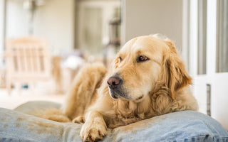 Arthritis in Dogs: A Comprehensive Guide to Supporting Your Pet