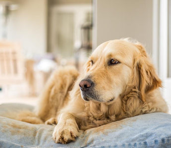 Arthritis in Dogs: A Comprehensive Guide to Supporting Your Pet