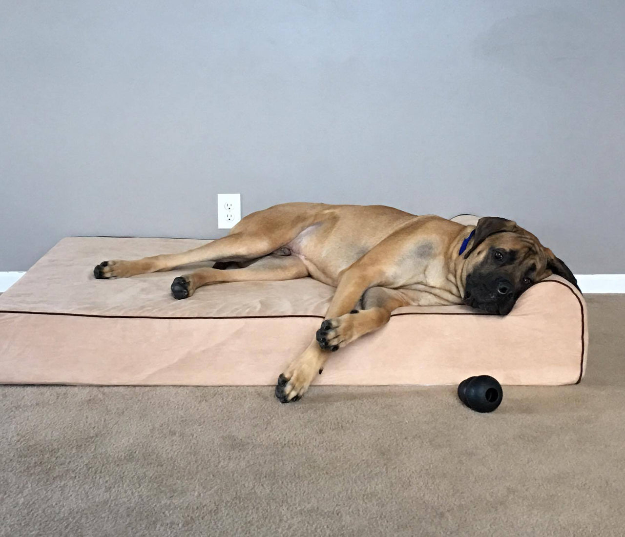 The Best Dog Beds for Hip Dysplasia (2021) Bully Beds