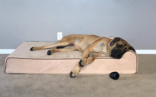 Finding the Best Dog Bed for Hip Dysplasia: A Guide