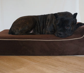 The Ultimate Owners Guide: Therapeutic Dog Beds