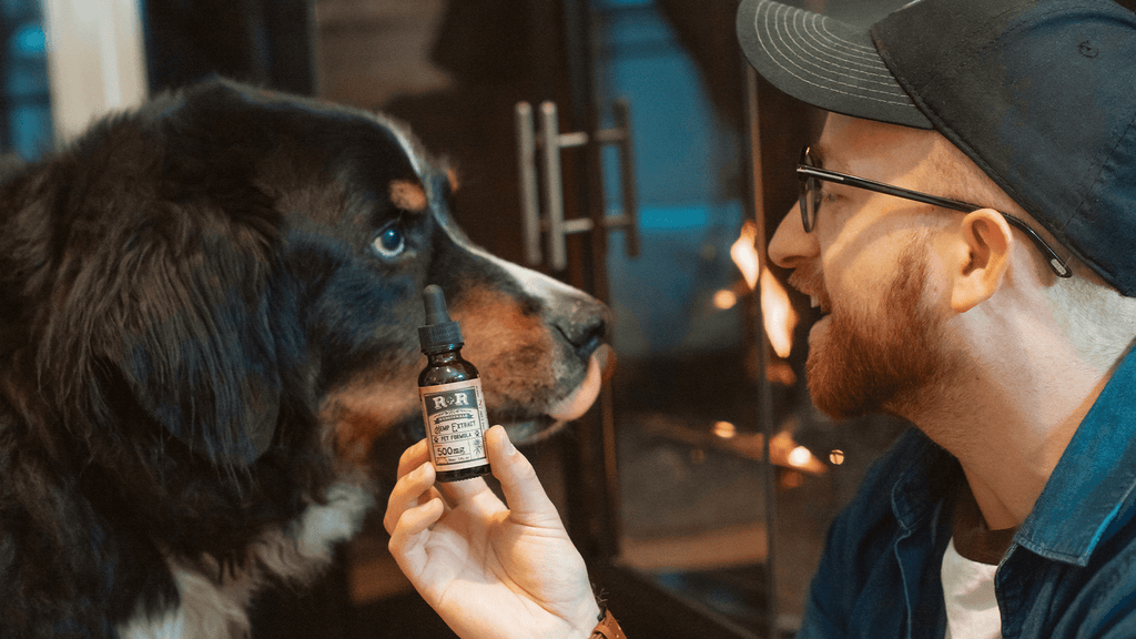 The Ultimate Guide: CBD for Dogs
