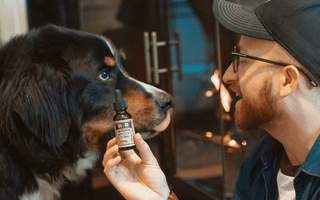 The Ultimate Guide: CBD for Dogs
