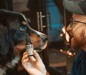 The Ultimate Guide: CBD for Dogs