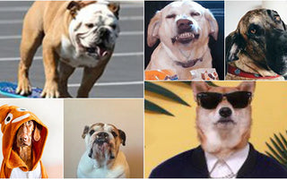 12 Famous Dogs You Need to Follow on Social Media