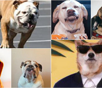 12 Famous Dogs You Need to Follow on Social Media