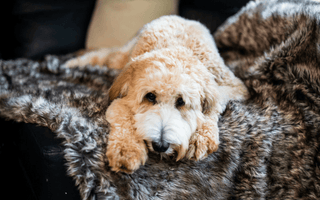 How To Provide Comfort To Your Anxious Dog?