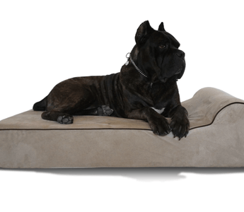 Dog Beds: Everything Pet Parents Need To Know