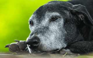 The Ultimate Buying Guide: Dog Beds for Arthritis