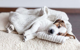 Dog Blanket - Tips For Keeping Your Dog Warm & Cosy