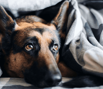 How to Wash a Dog Bed