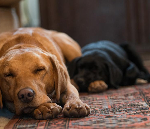 Dog Sleep Apnea Causes of Sleep Apnea in Dogs, Bully beds