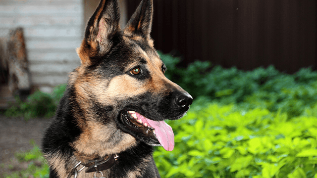 Is a German Shepherd a Good Family Dog?