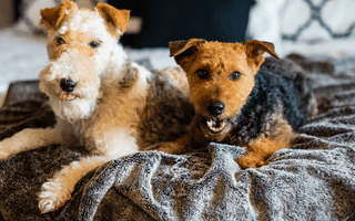 How To Get Rid Of Your Dog’s Odor