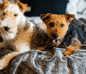 How To Get Rid Of Your Dog’s Odor