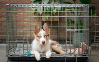 How Big Should a Dog Crate Be? The Ultimate Guide