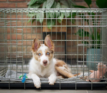 How Big Should a Dog Crate Be Bully Beds