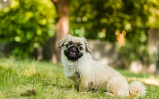 Signs a Dog is Overheating: How to Spot and Prevent Heatstroke